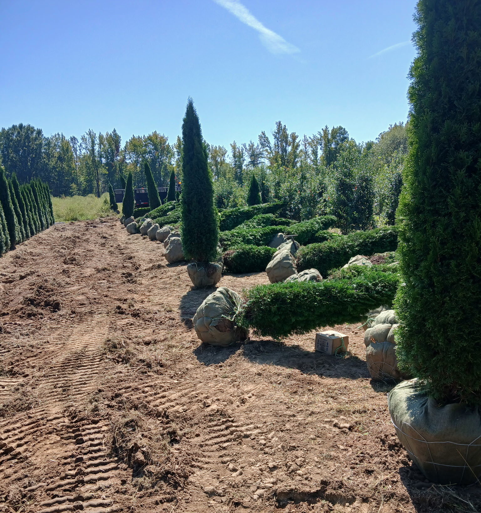 image of commercial landscape design including trees and mulch in southern maryland