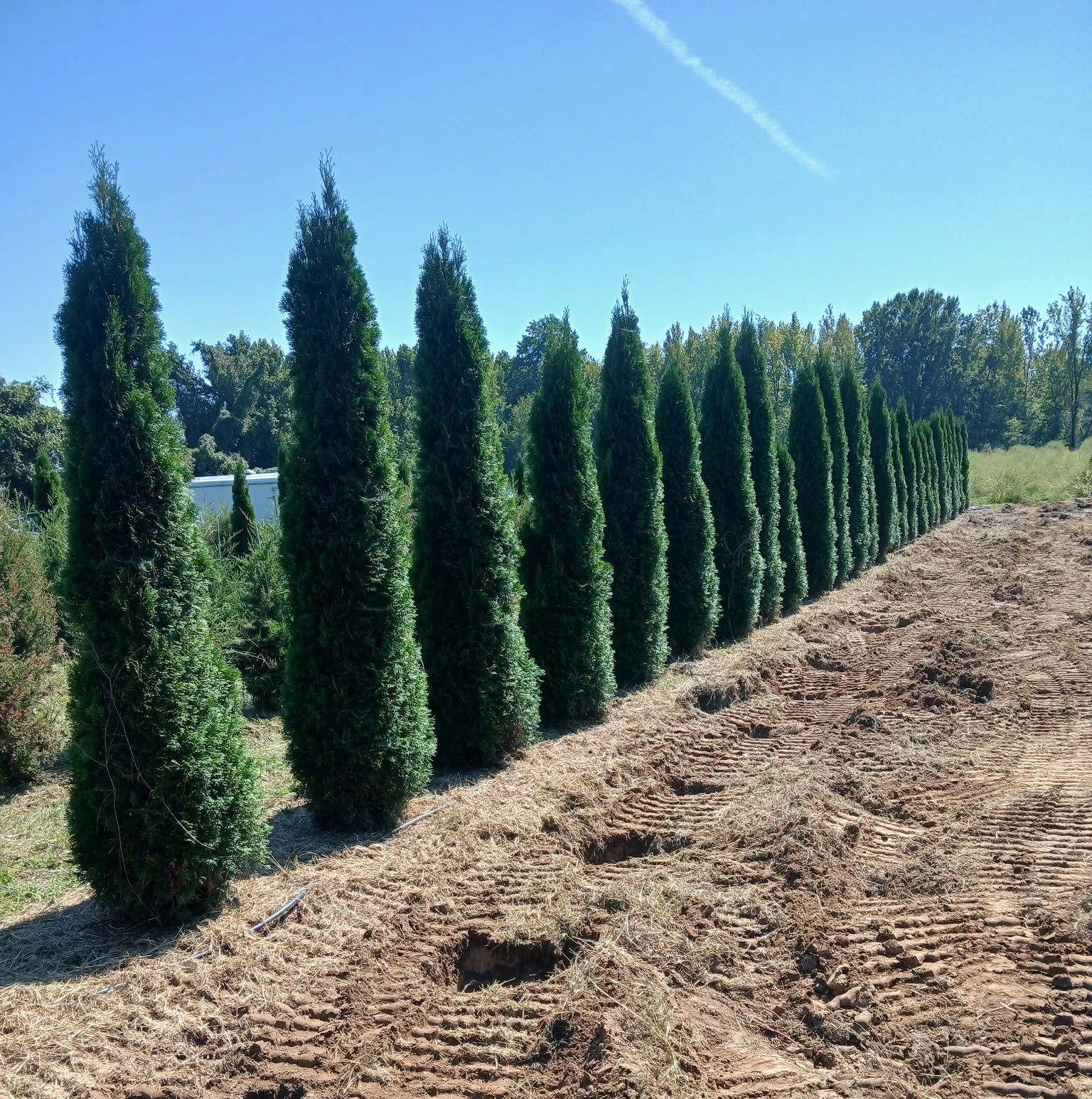 newly planted trees for a commercial landscape project in southern maryland.