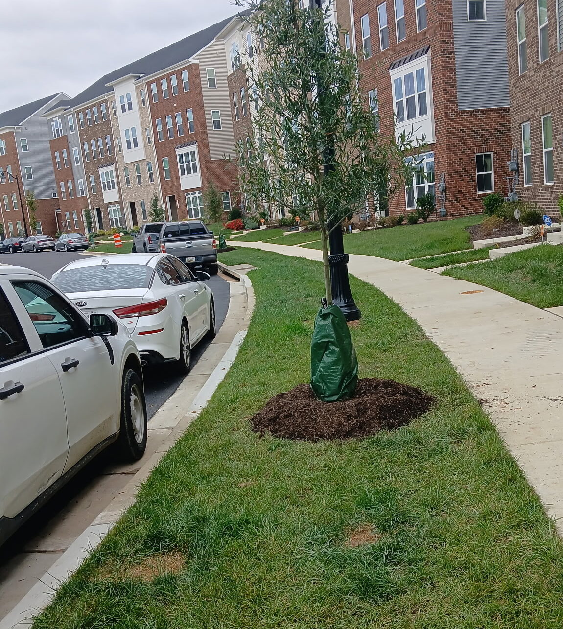 after tree planting for apartment complexes southern maryland