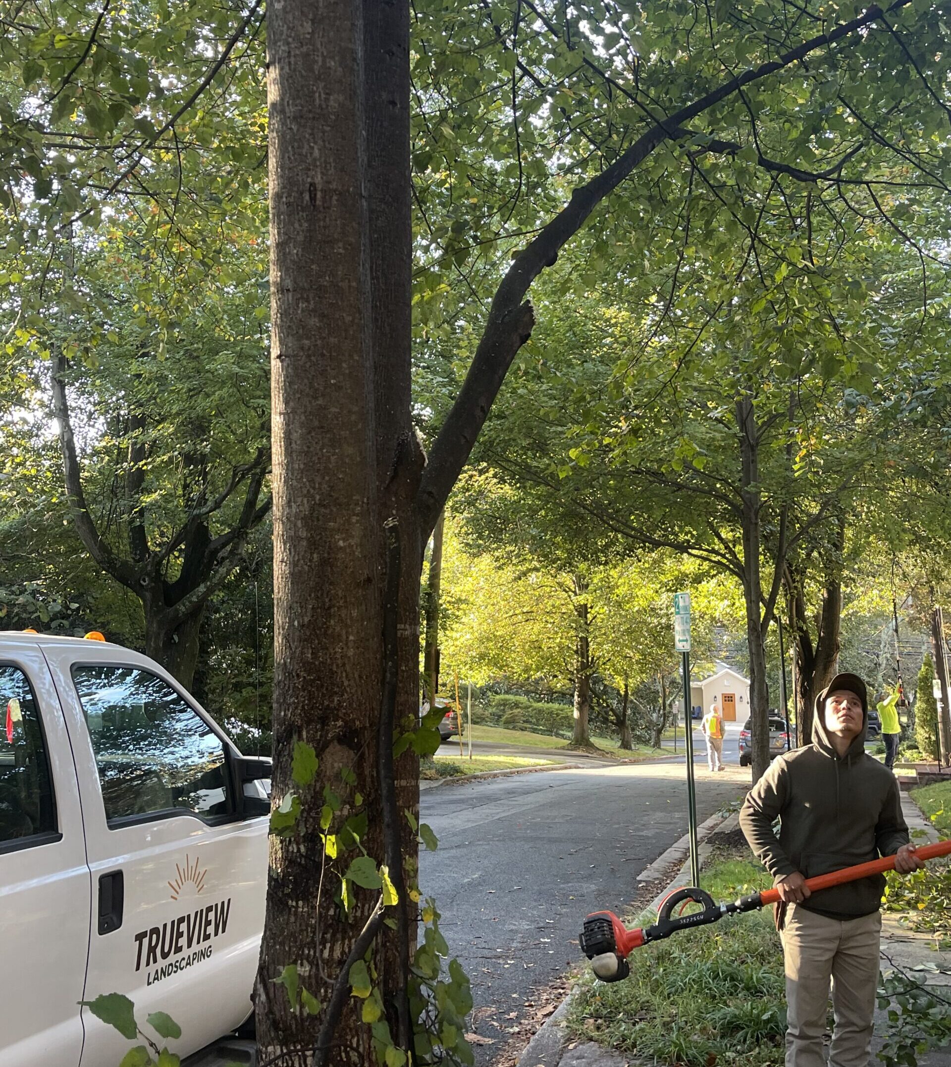 tree trimming for somerset town hall chevy chase, md